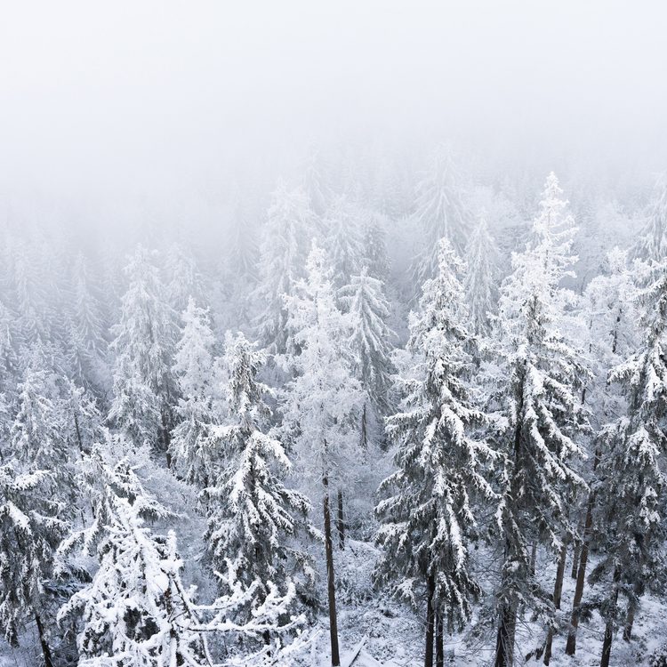 Snow trees