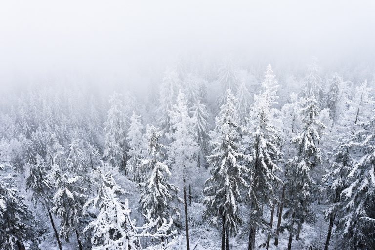 Snow trees
